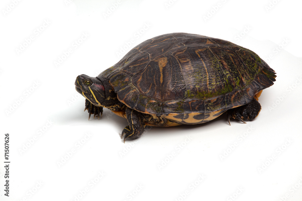 Red-Eared Slider Red-Eared Slider