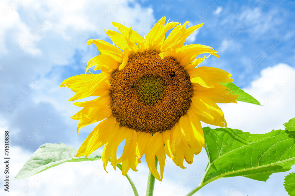 Yellow sunflower in the field against blue sky background Yellow sunflower in the field against blue sky background