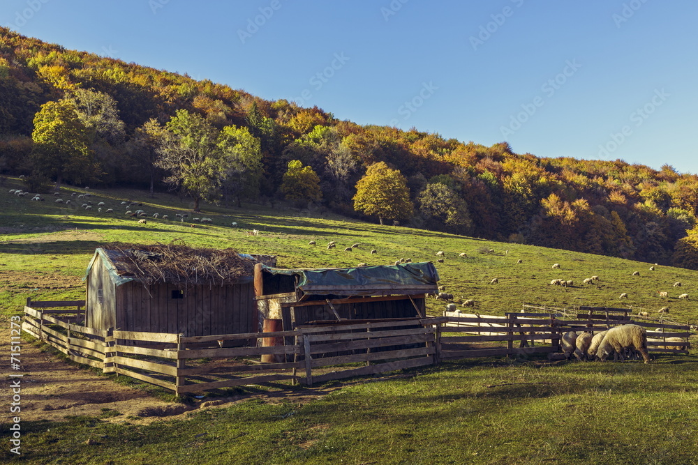 Obraz premium Autumnal landscape with sheepfold and grazing sheep flock
