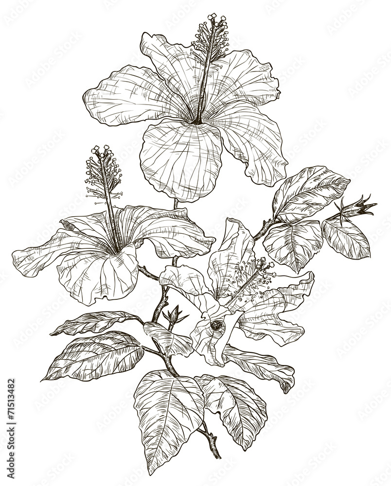 Sketch of Hibiscus flowers Sketch of Hibiscus flowers