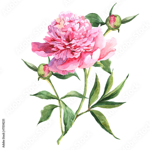 Pink peonies botanical watercolor illustration