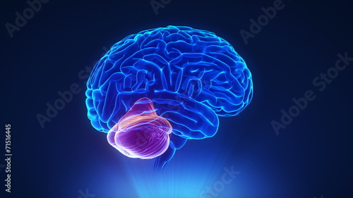 Right cerebellum in loop brain concept photo
