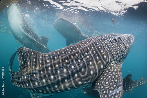 Whale Shark coming to you underwater