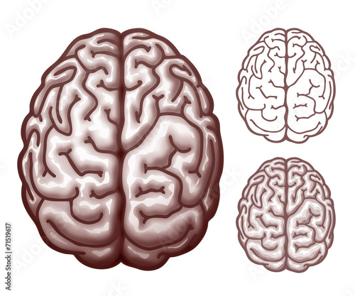 Brain. Top view