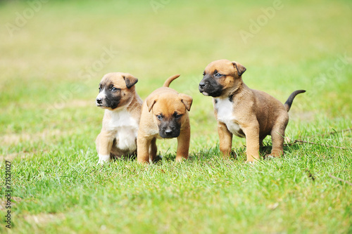 puppies belgian shepherd malinois