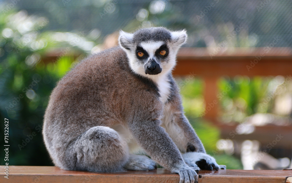 Obraz premium ワオキツネザル