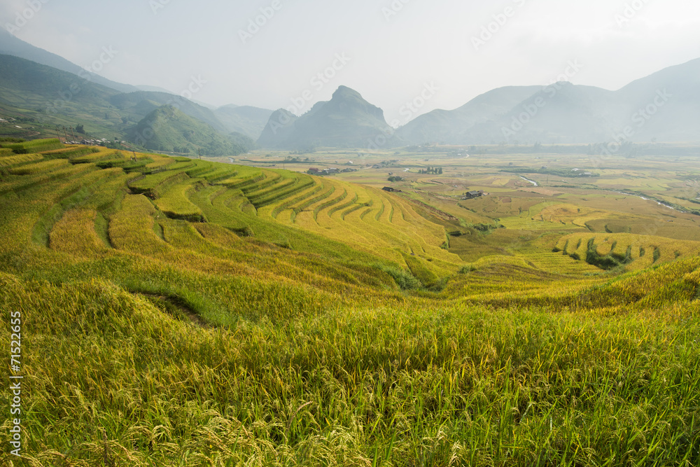 Golden rice field in Vietnam.