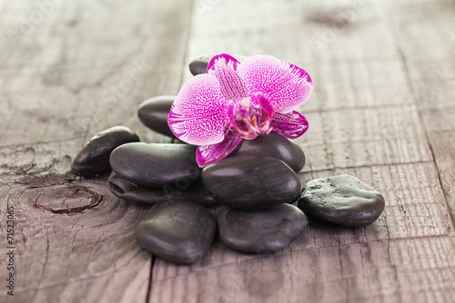 Fuchsia Moth Orchid and black stones on weathered deck