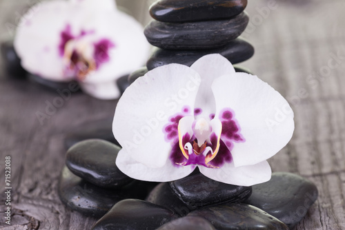 White Moth Orchids and black stones on weathered deck