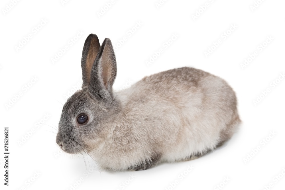 Obraz premium Cute fluffy grey bunny rabbit