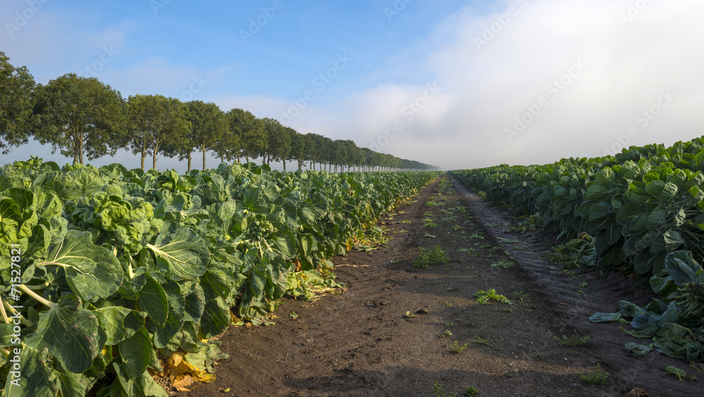 Brussels sprout growing in a field at fall