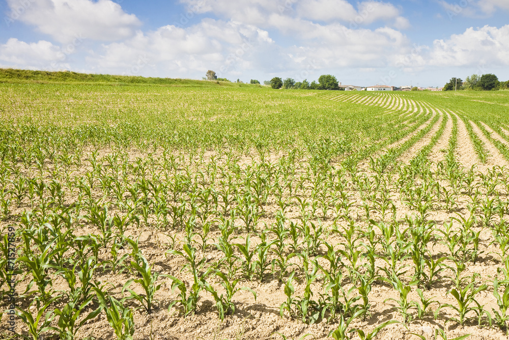 Corn Field in Tuscany countryside