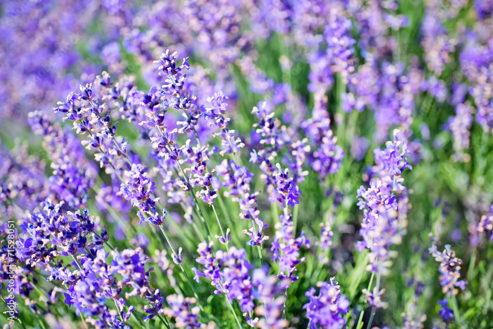 Fototapeta premium lavender