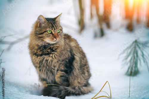 Fototapeta Naklejka Na Ścianę i Meble -  Cute siberian cat walking in the snow in forest