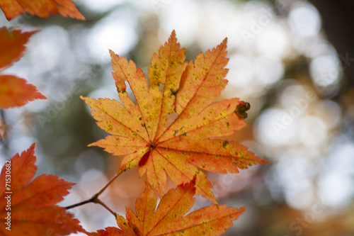 Autumn leaves