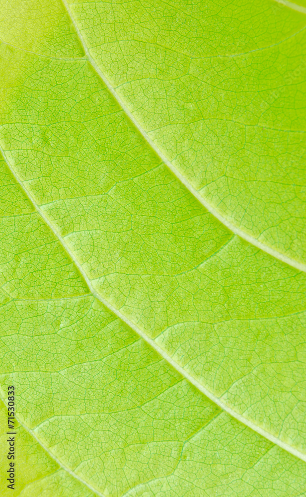 leaves leaves
