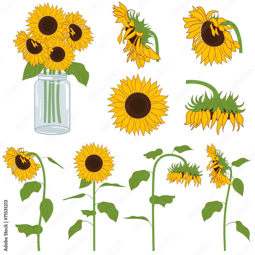 Fototapeta premium Sunflowers Set