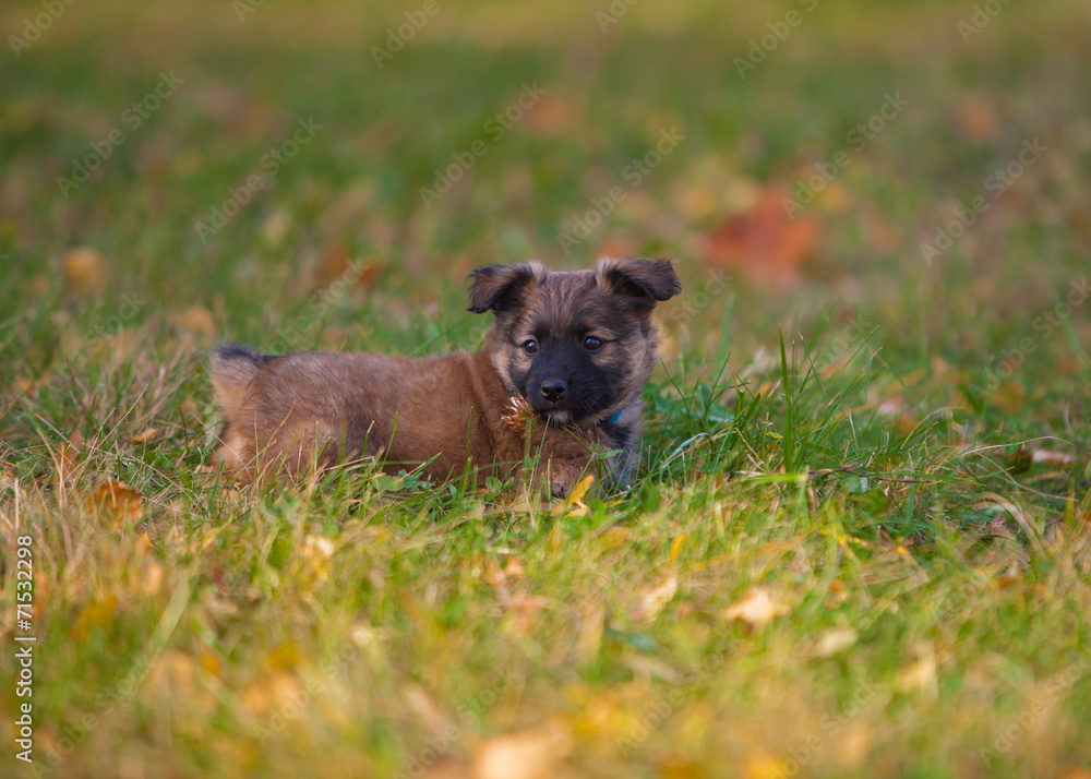 cute puppy dog in the grass