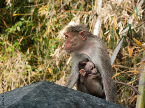 Singes indiens photo