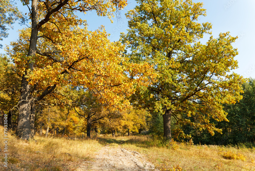  autumn oak forest