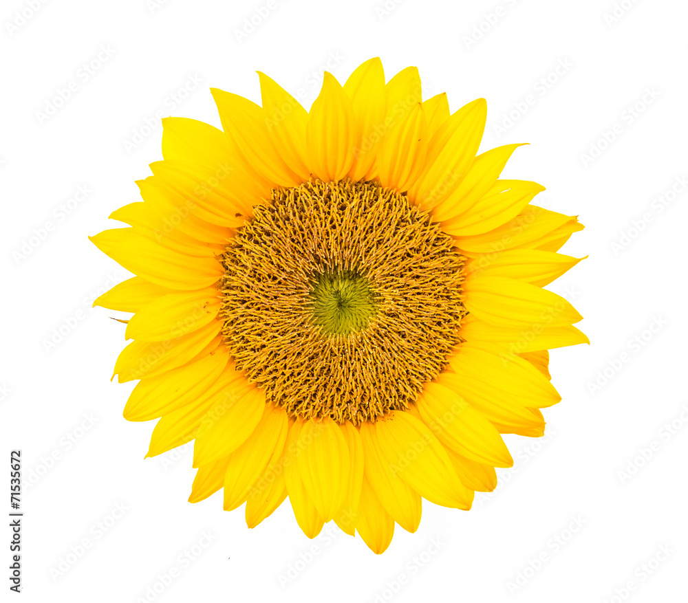 Fototapeta premium Sunflowers