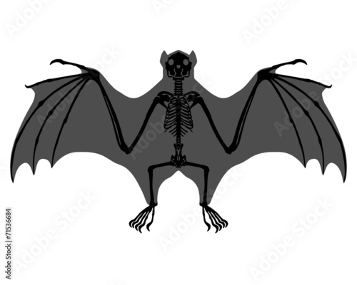 Fledermaus Skelett