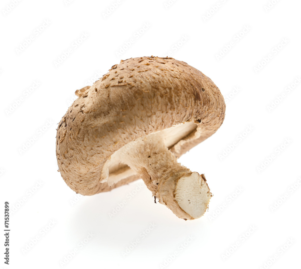 Mushroom Mushroom
