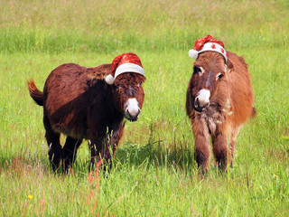 Fotobehang Ezel Kerstezel met kerstmuts in weide  © dam