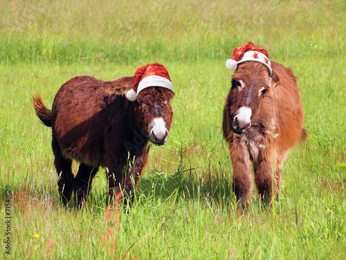 Christmas animals donkey eating grass in santa hat