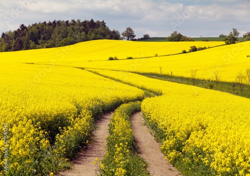 Field of rapeseed  brassica napus 