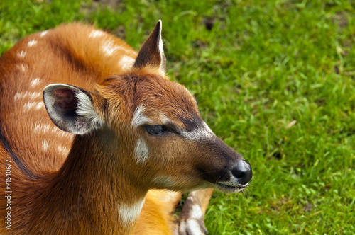 Sitatunga or marshbuck