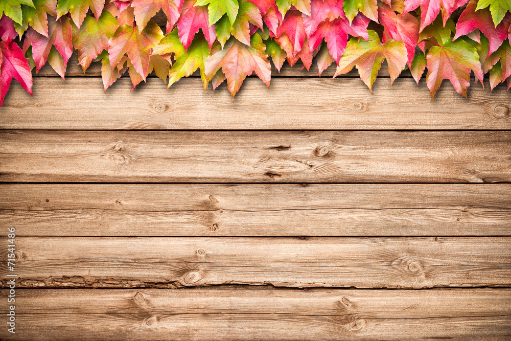 Fototapeta premium Autumn background with colored leaves