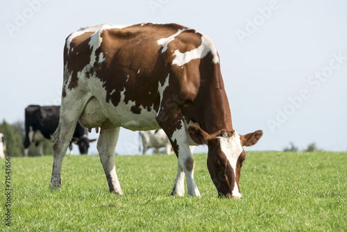 brown and white cow grazing in the green grass