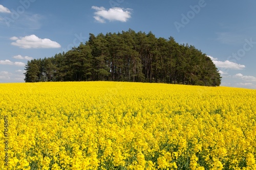 field of rapeseed - plant for green energy