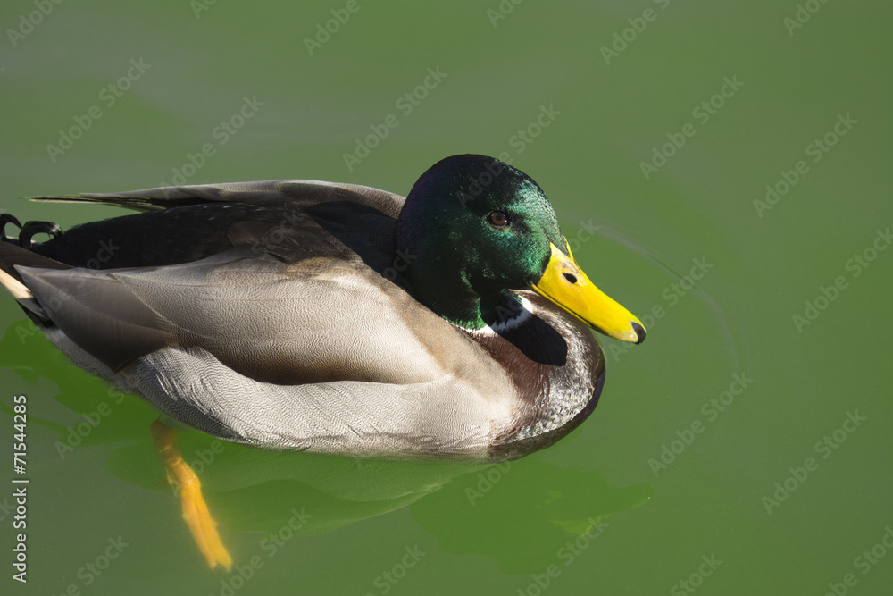 duck swimming duck swimming
