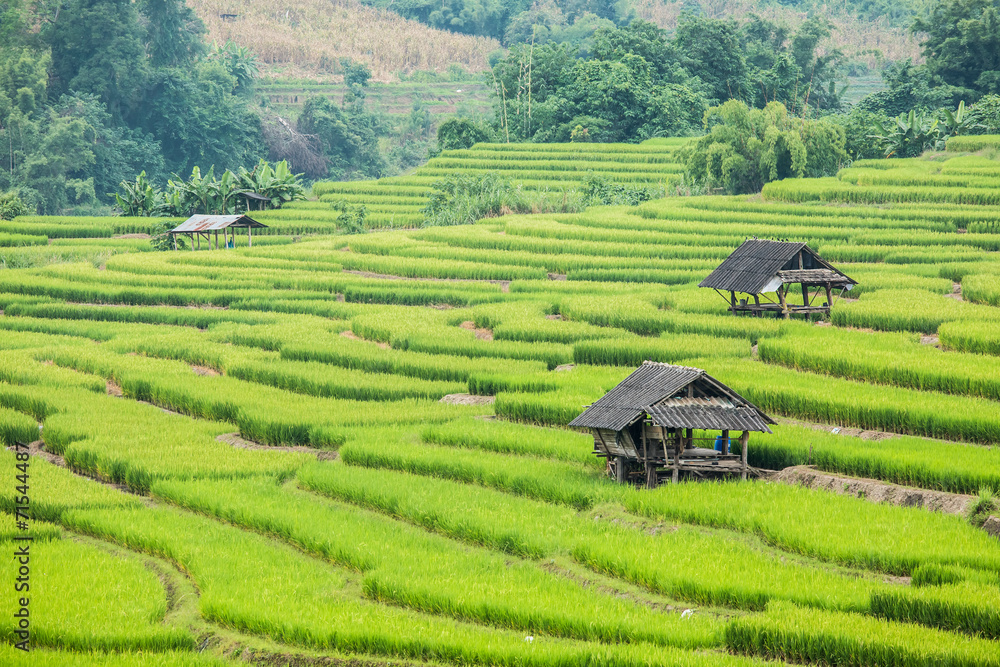 rice terraces in chiangmai Thailand