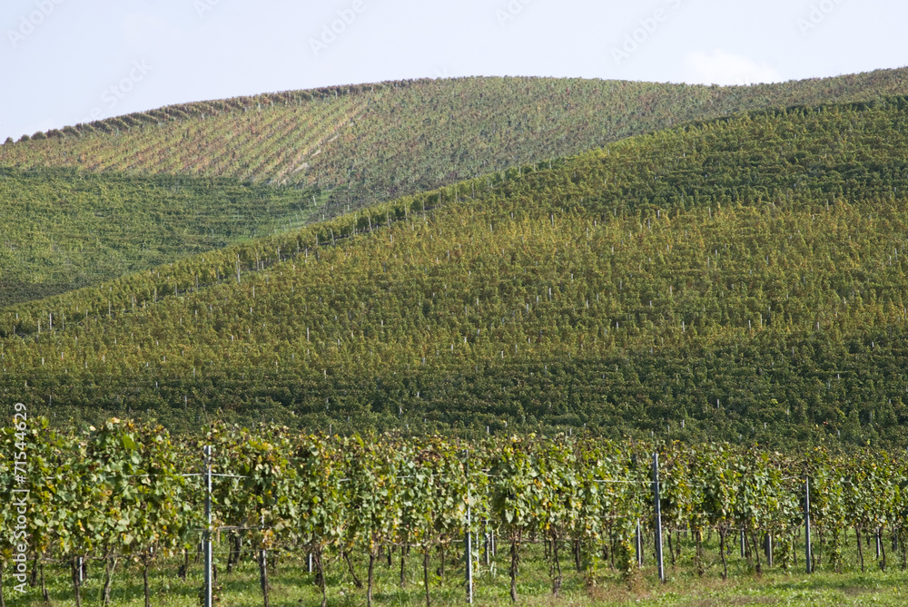 Fototapeta premium Vineyards on the hills of Langhe in Piedmont, Northern Italy