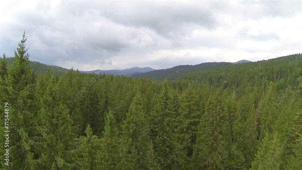 beautiful wood with high trees. Lateral flight. Aerial beautiful wood with high trees. Lateral flight. Aerial