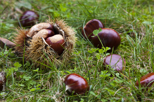 chestnuts closeup on natural background