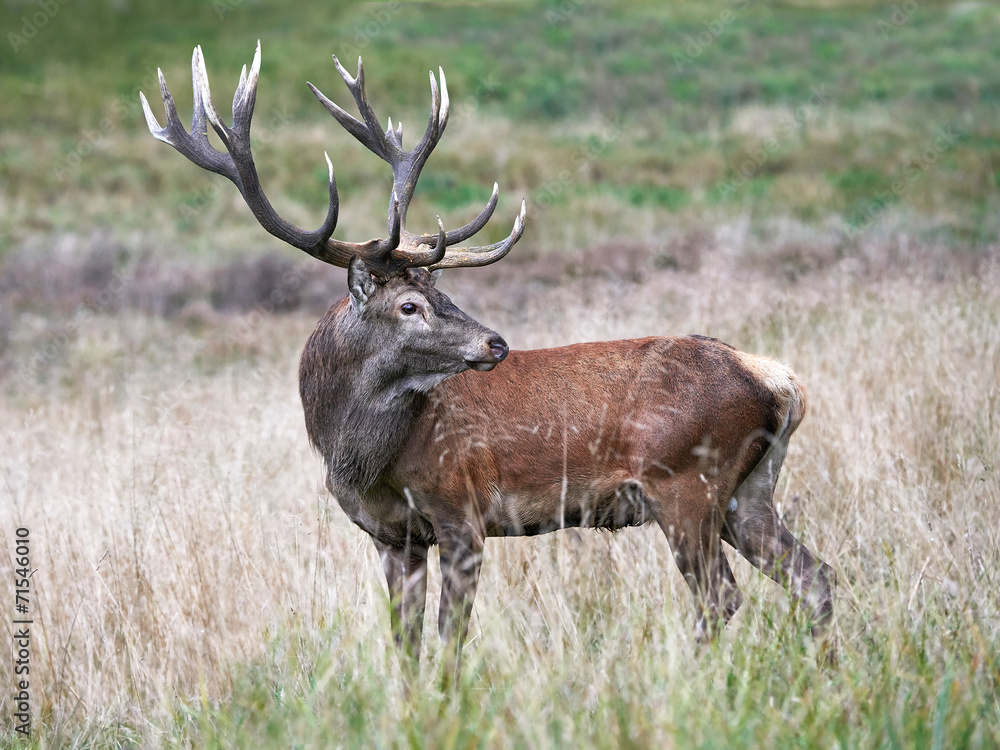 Red deer (Cervus elaphus) Red deer (Cervus elaphus)