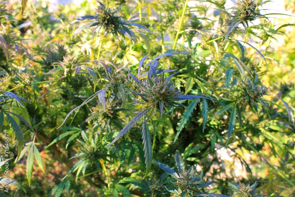Fototapeta premium Cannabis