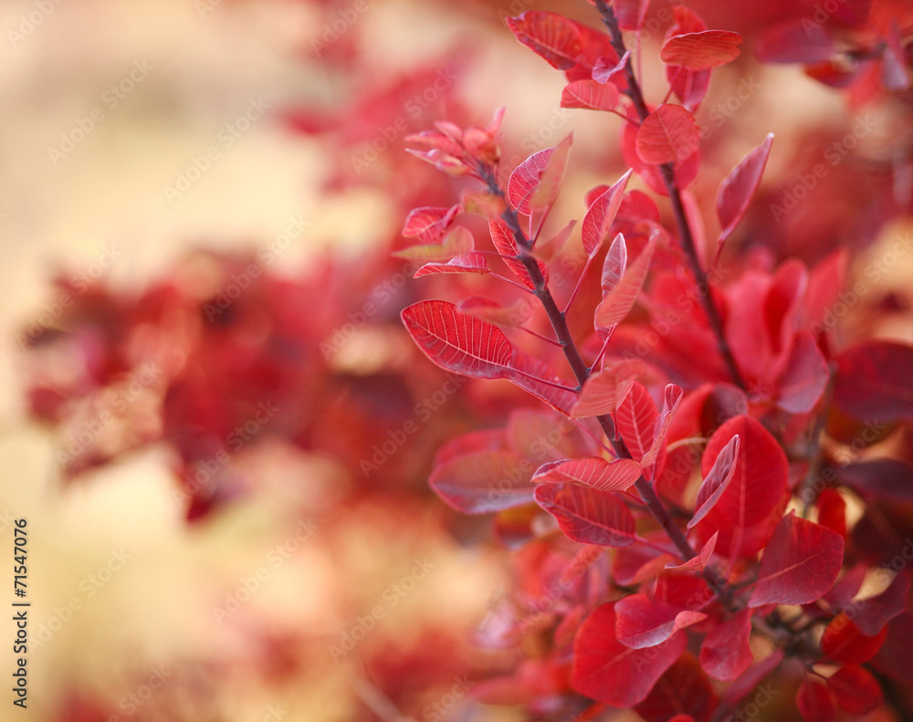 Beautiful autumn landscape in forest, red leaves in sunlight Beautiful autumn landscape in forest, red leaves in sunlight