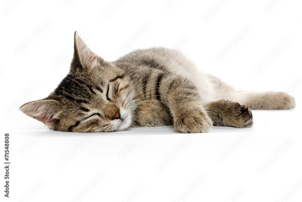 Cute tabby cat Cute tabby cat