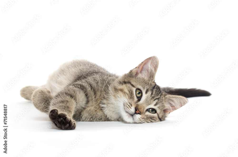 Cute tabby cat Cute tabby cat
