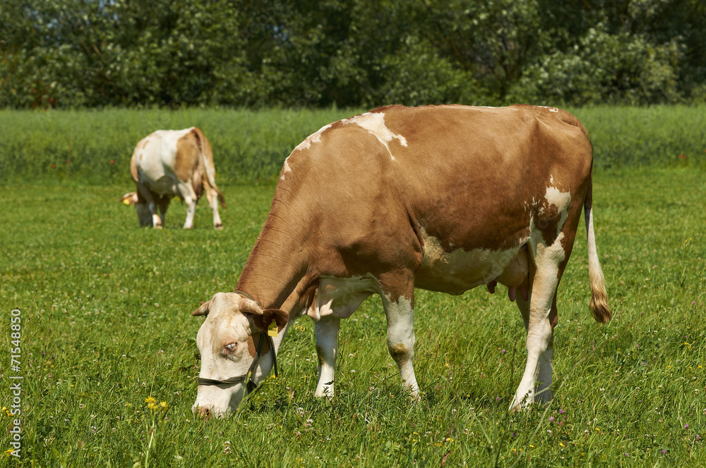 Brown female cow eating grass in the field