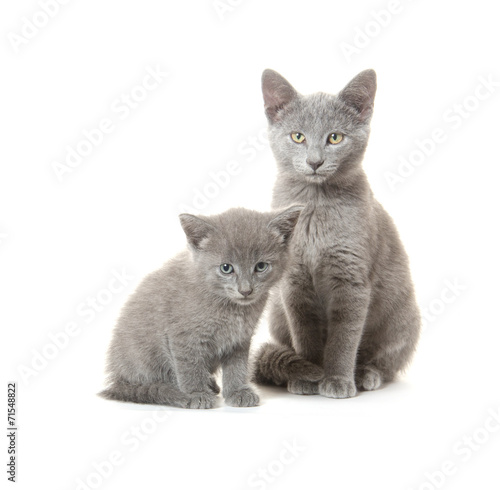 Gray cat and kitten