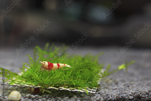 caridina photo