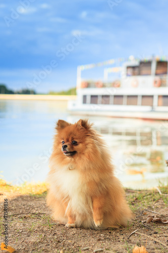 Pomeranian puppy redhead on the beach © barinovalena