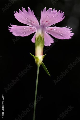 Pink flower dianthus deltoides