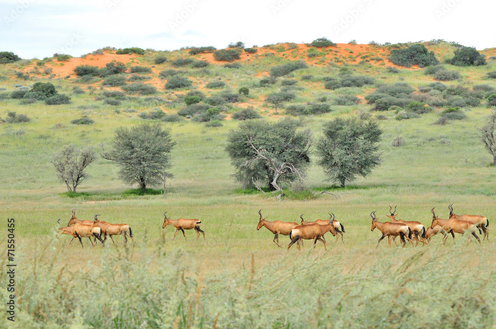 Fototapeta premium Red hartebeest herd